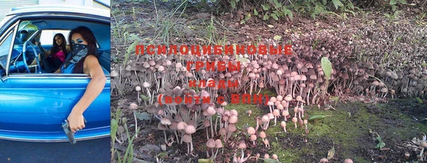 ешки Богданович